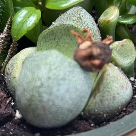 Photo of the plant species Red Lips Succulent by @BentonWineberry named Sproutacus on Greg, the plant care app