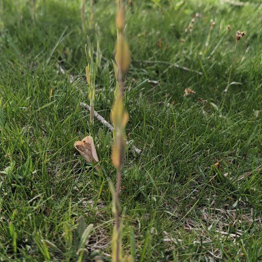 Photo of the plant species Perennial Ryegrass by @JocundGroundsel named Sage on Greg, the plant care app
