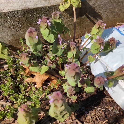 Photo of the plant species Lamium Purpureum by @JocundGroundsel named Bella on Greg, the plant care app