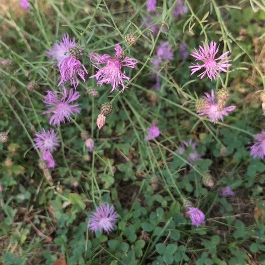 Photo of the plant species Canada Thistle by @JocundGroundsel named Plato on Greg, the plant care app