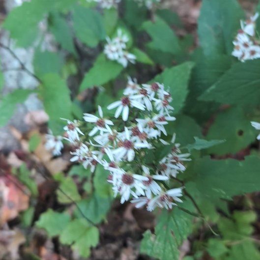 Photo of the plant species Richweed by @JocundGroundsel named Sonora on Greg, the plant care app