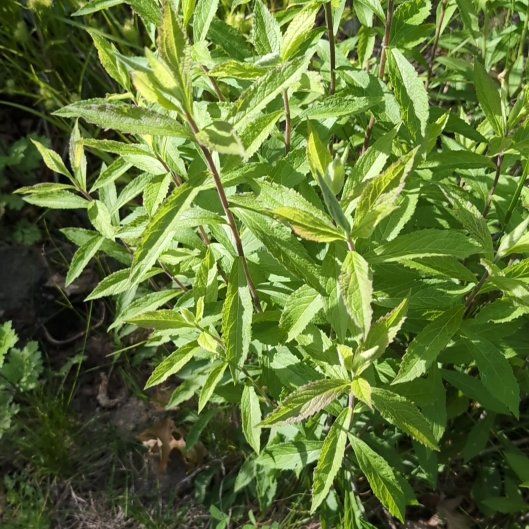 Photo of the plant species Hemp Agrimony by @JocundGroundsel named Captain Plant-it on Greg, the plant care app