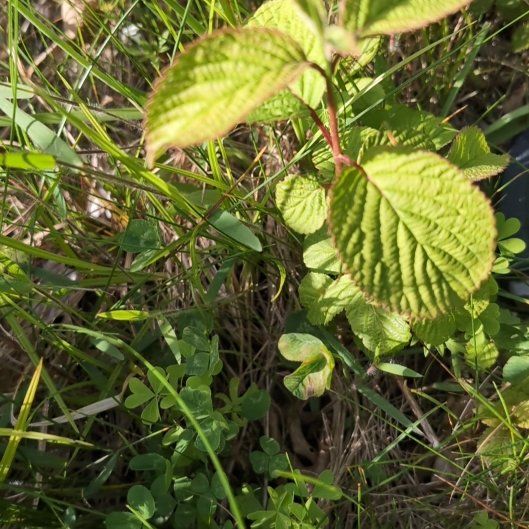 Photo of the plant species Wayfaring Tree Viburnum by @JocundGroundsel named Sahara on Greg, the plant care app