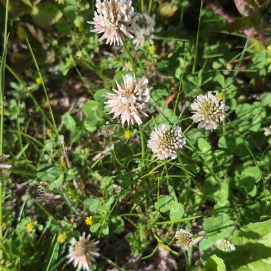 Photo of the plant species White Clover by @JocundGroundsel named Dolores on Greg, the plant care app