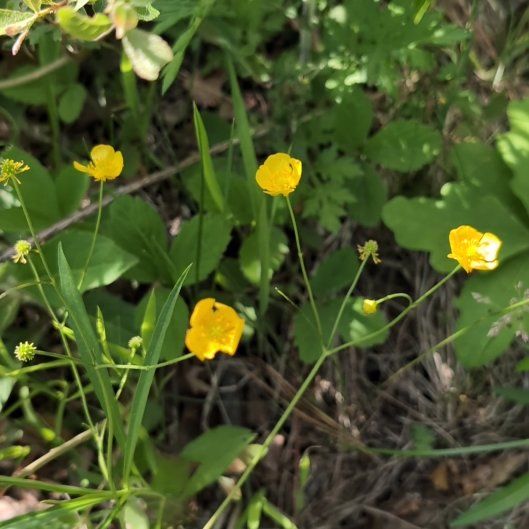Photo of the plant species Common Buttercup by @JocundGroundsel named Sol on Greg, the plant care app