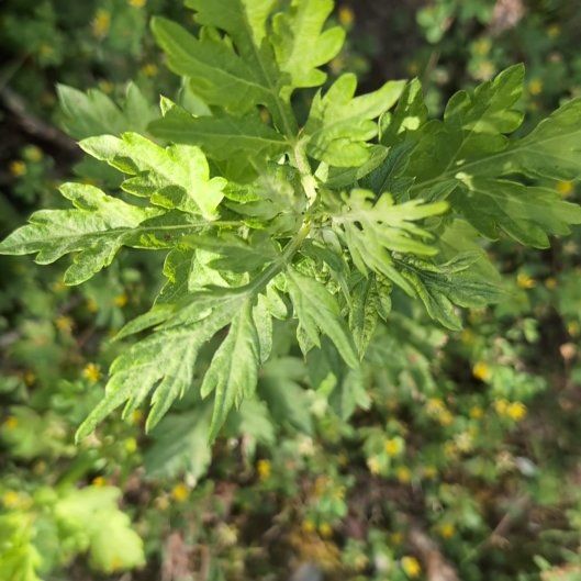 Photo of the plant species Mugwort by @JocundGroundsel named Bruce Lee on Greg, the plant care app