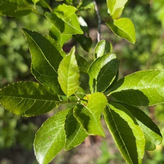 Photo of the plant species Winterberry by @JocundGroundsel named Aria on Greg, the plant care app