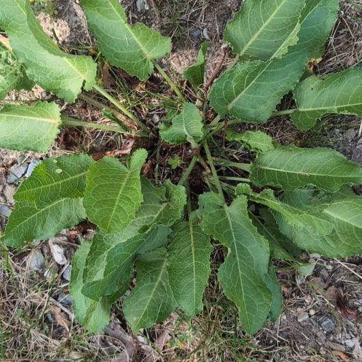 Photo of the plant species Broad-Leaved Dock by @JocundGroundsel named Bieber on Greg, the plant care app