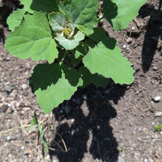 Photo of the plant species Lateflowering Goosefoot by @JocundGroundsel named Pax on Greg, the plant care app
