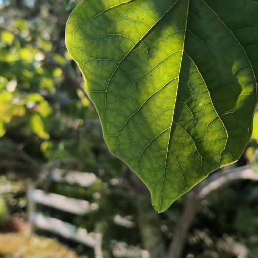 Photo of the plant species Eastern Redbud by @JocundGroundsel named Planty on Greg, the plant care app