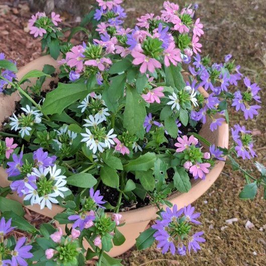 Photo of the plant species Fairy Fan-Flower by @JocundGroundsel named Orlando Bloom on Greg, the plant care app