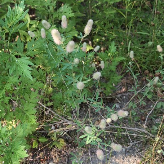 Photo of the plant species Harestail Grass by @JocundGroundsel named Robert Plant on Greg, the plant care app