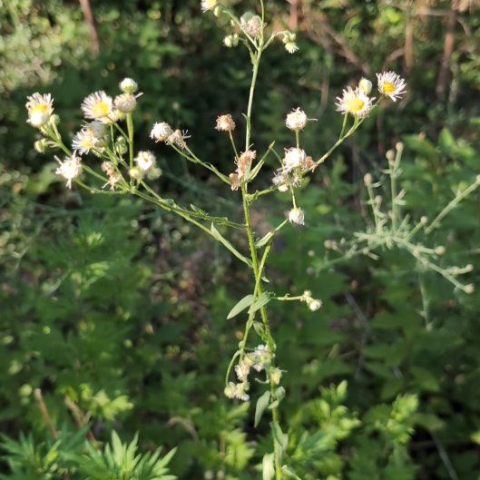 Photo of the plant species Annual Fleabane by @JocundGroundsel named Mando on Greg, the plant care app