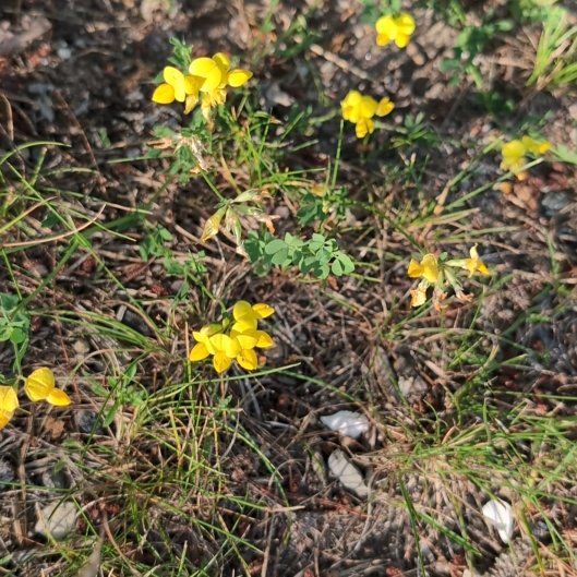 Photo of the plant species Bird's-Foot Trefoil by @JocundGroundsel named Zion on Greg, the plant care app