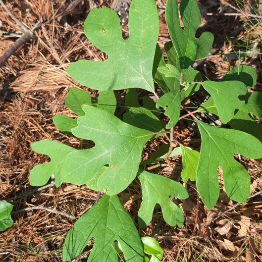 Photo of the plant species Common Sassafras by @JocundGroundsel named Leonardo on Greg, the plant care app