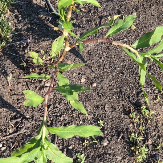 Photo of the plant species Curlytop Knotweed by @JocundGroundsel named Denali on Greg, the plant care app
