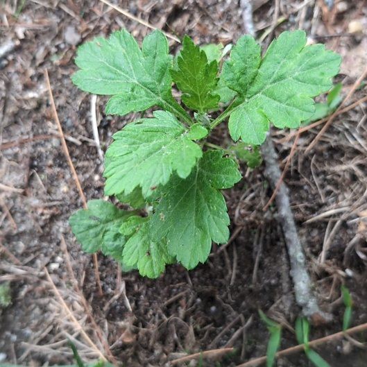 Photo of the plant species Mugwort by @JocundGroundsel named Bodhi on Greg, the plant care app