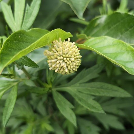 Photo of the plant species Common Buttonbush by @JocundGroundsel named Tupot amaroot on Greg, the plant care app