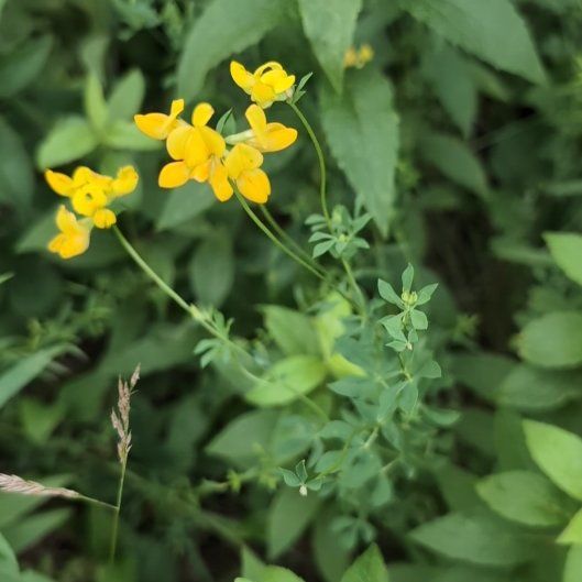 Photo of the plant species Bird's-Foot Trefoil by @JocundGroundsel named Harper on Greg, the plant care app