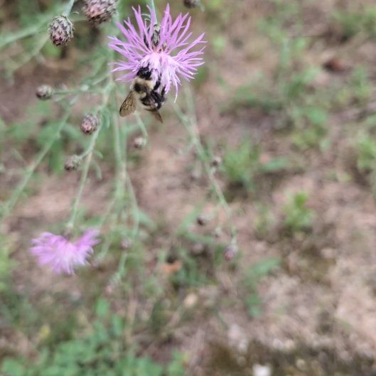 Photo of the plant species Canada Thistle by @JocundGroundsel named Beckham on Greg, the plant care app