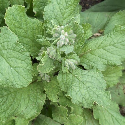 Photo of the plant species Borage by @JocundGroundsel named Huckleberry Fern on Greg, the plant care app