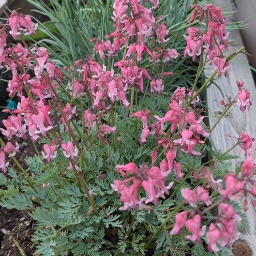 Photo of the plant species Bleeding Heart by @JocundGroundsel named Keanu Leaves on Greg, the plant care app