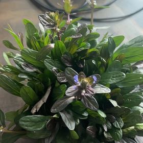 Photo of the plant species Chocolate Chip Ajuga by @SolidWormplant named Cookie on Greg, the plant care app