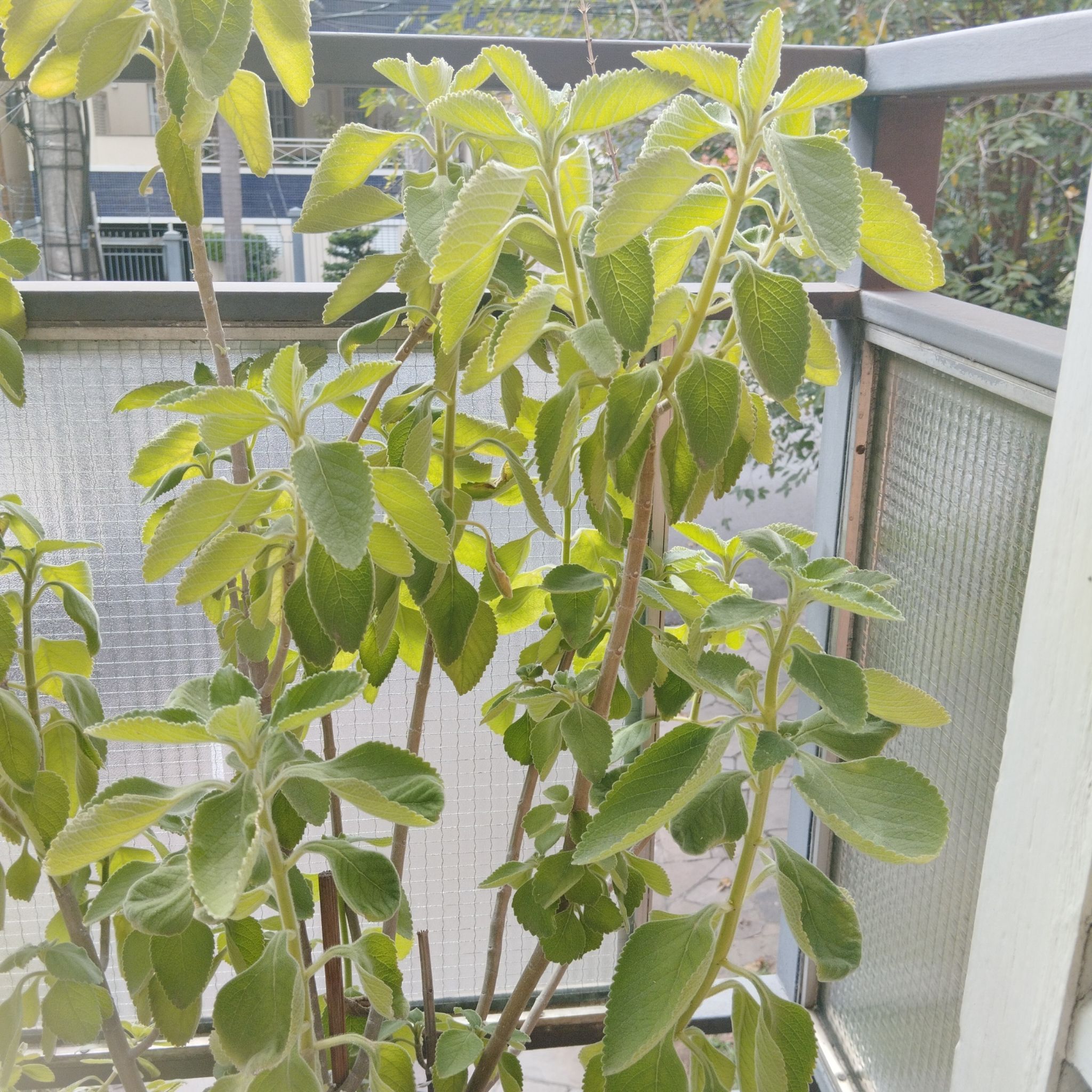 Photo of the plant species Boldo by @SwellPinkbubble named LiloStitch on Greg, the plant care app