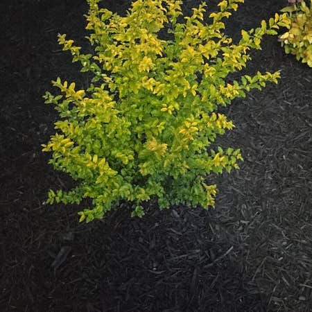 Photo of the plant species Ligustrum Ovalifolium by @MiracleAster named Peter Parker on Greg, the plant care app