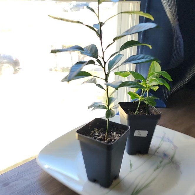 Photo of the plant species Sudachi Hybrid Yuzu by @HeirMoonstone named Yuzu on Greg, the plant care app