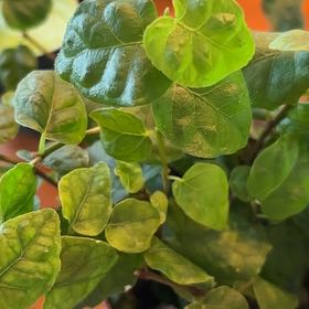 Photo of the plant species fig ivy by @LegitNinebark named Ivy on Greg, the plant care app