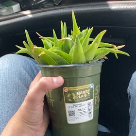Photo of the plant species Aloe ciliaris by @JazzyRedsage named Muhammad Ali on Greg, the plant care app