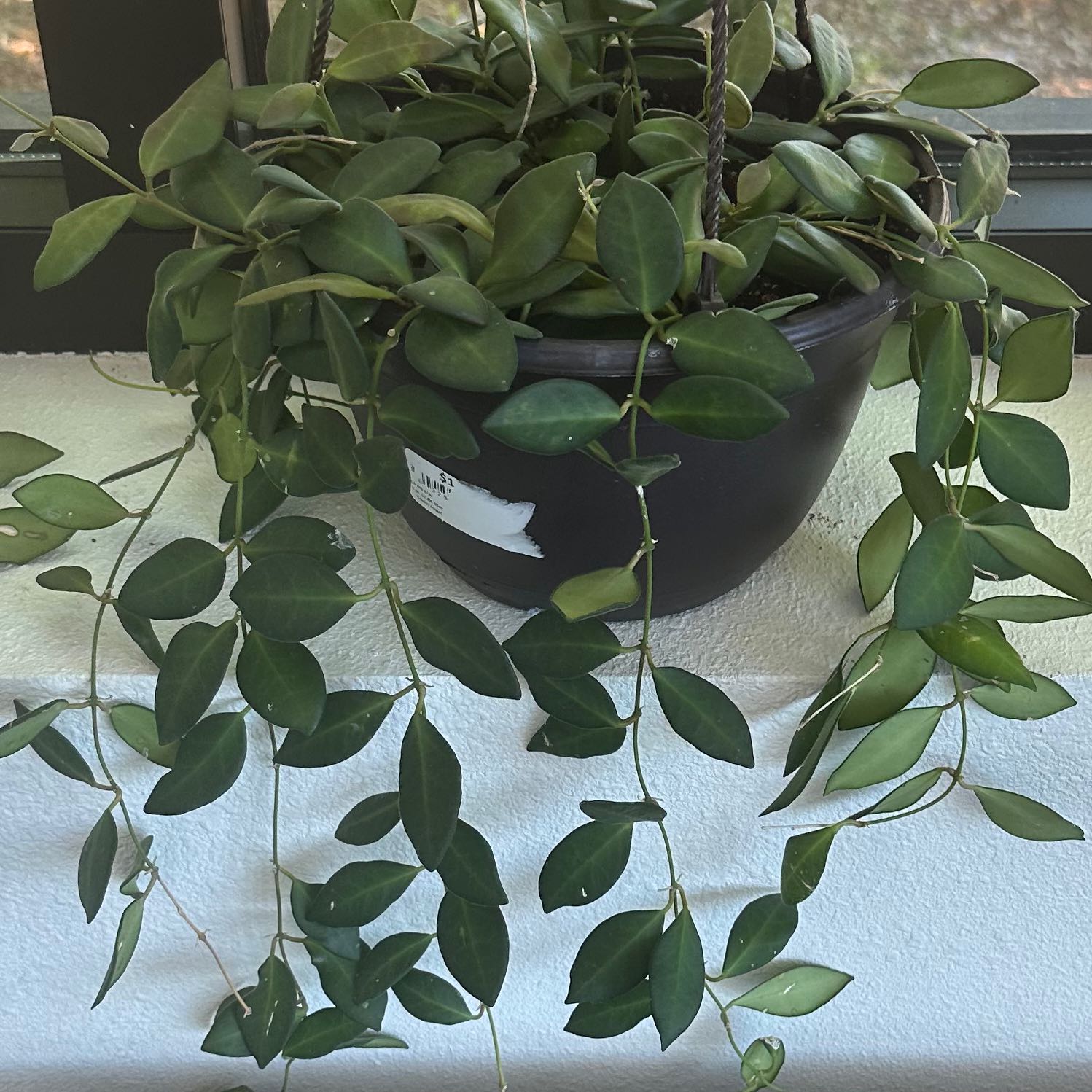 Variegated Lipstick Vine in a black pot with healthy green leaves.