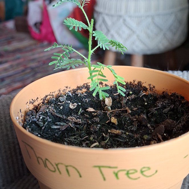 Photo of the plant species Umbrella Thorn by @LordlyZelkova named Rainy on Greg, the plant care app