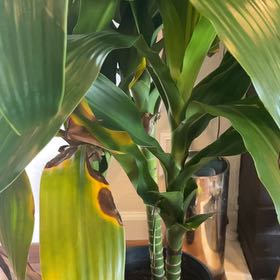Photo of the plant species Dracaena 'Michiko' by @ProudPowderpuff named Delilah on Greg, the plant care app