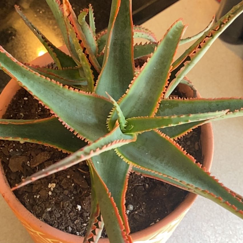 Aloe 'Swordfish' plant in a pot with visible soil, well-framed and in focus.