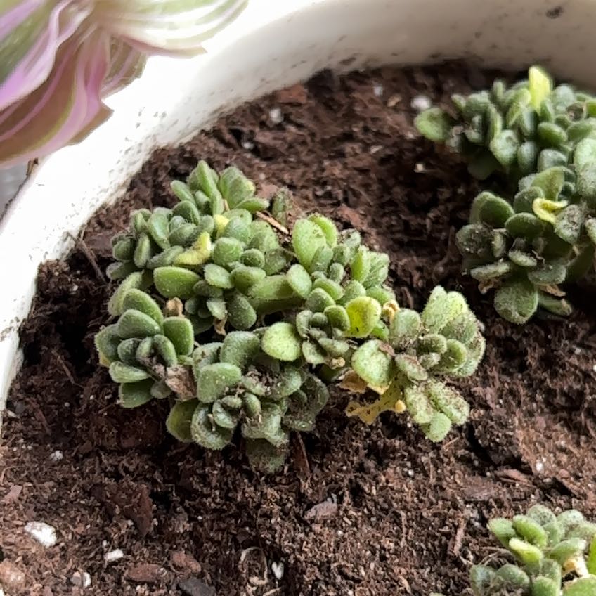 Photo of the plant species Aeonium 'Irish Bouquet' by @YardPitayita named Iris on Greg, the plant care app