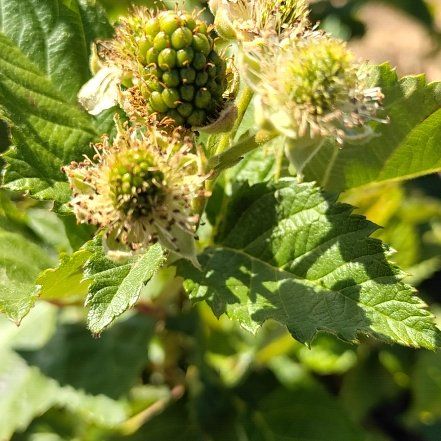 Photo of the plant species Zarzamora by @QuaintSilktree named Beyonce on Greg, the plant care app