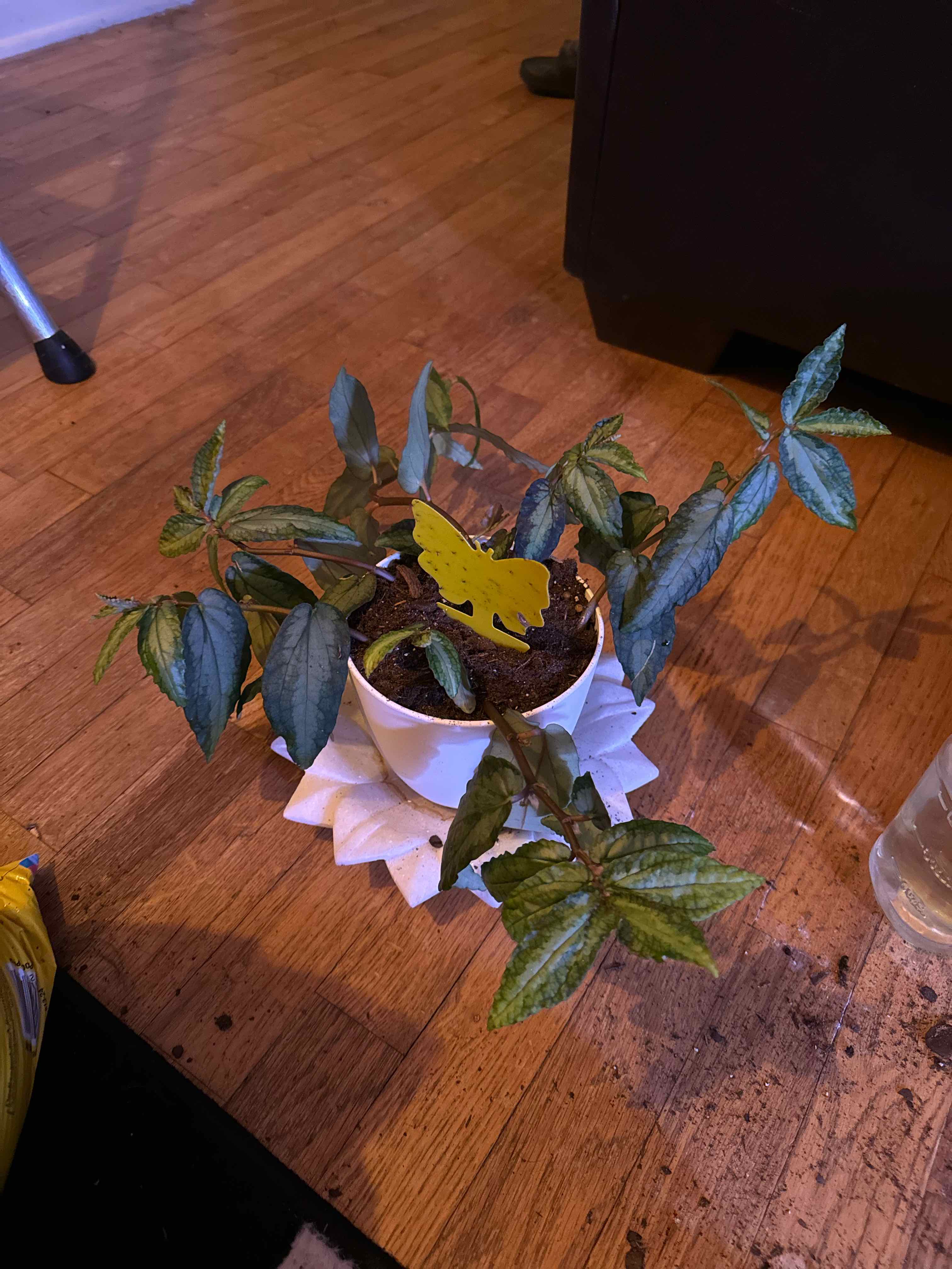 Photo of the plant species Aluminum Plant by @Tadpole99 named Ellio on Greg, the plant care app