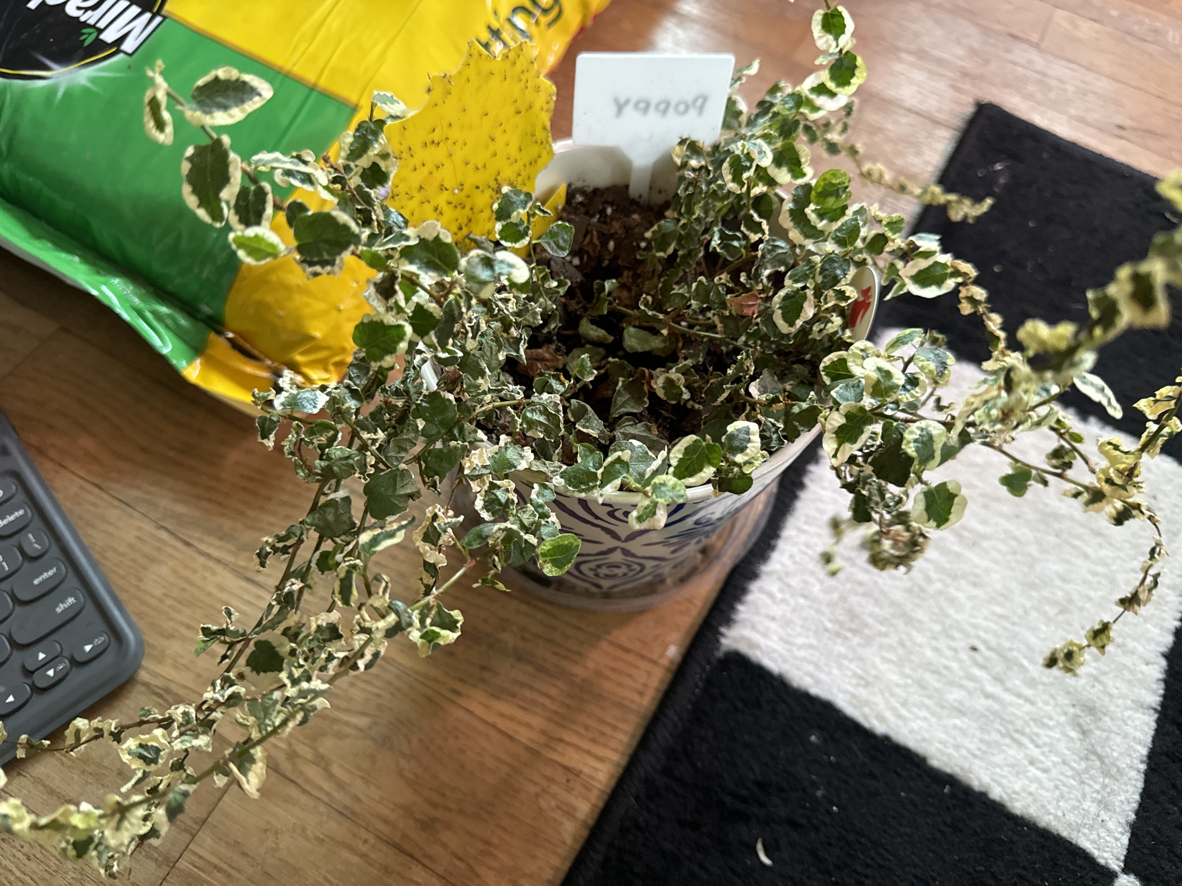 Photo from the post