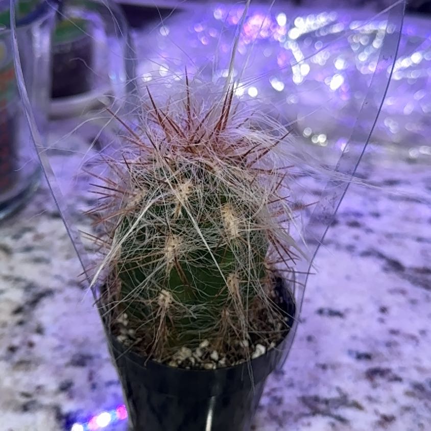 Photo of the plant species Borzicactus by @Tadpole99 named Keanu Leaves on Greg, the plant care app