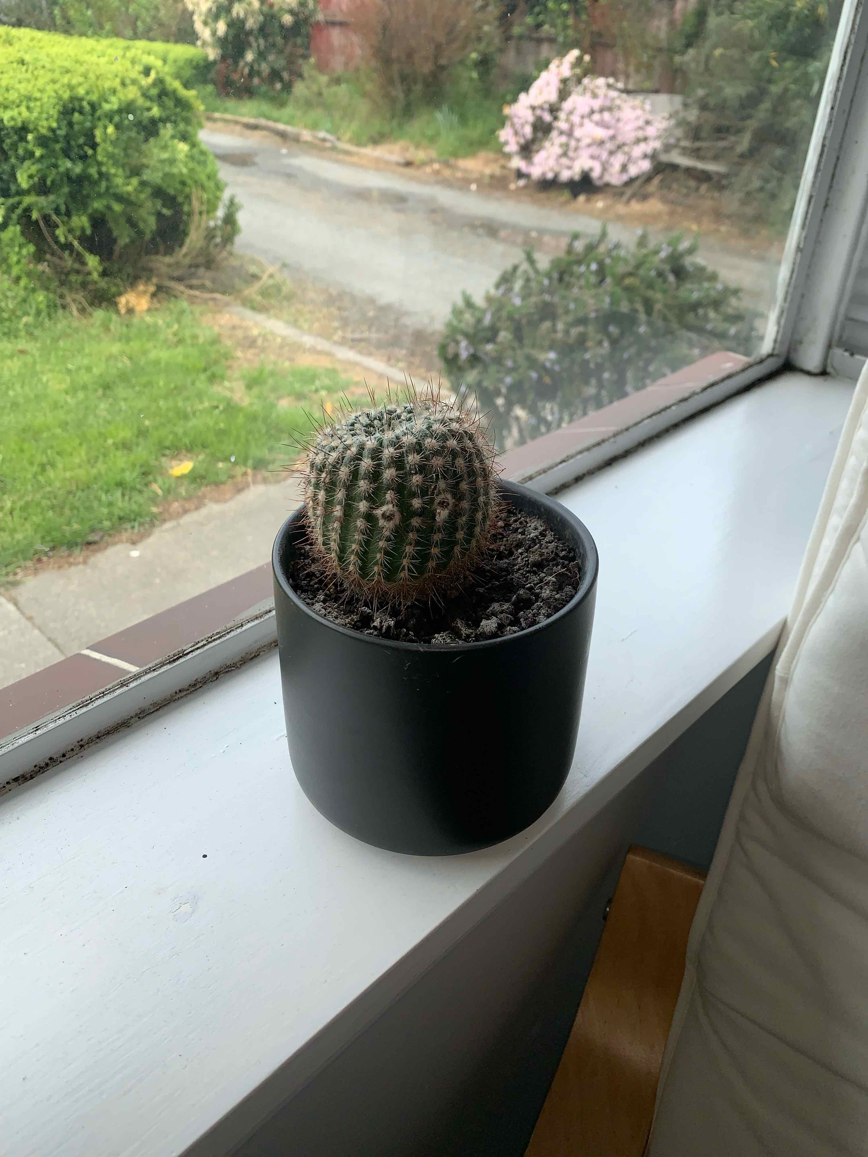 Plant care for Espostoa mirabilis on Greg, the plant care app