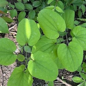 Photo of the plant species Wild Yam by @SmoothBlueoak named Zeus on Greg, the plant care app