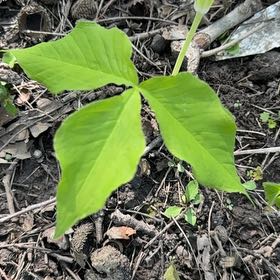 Photo of the plant species Jack in the Pulpit by @SmoothBlueoak named Morgan Treeman on Greg, the plant care app