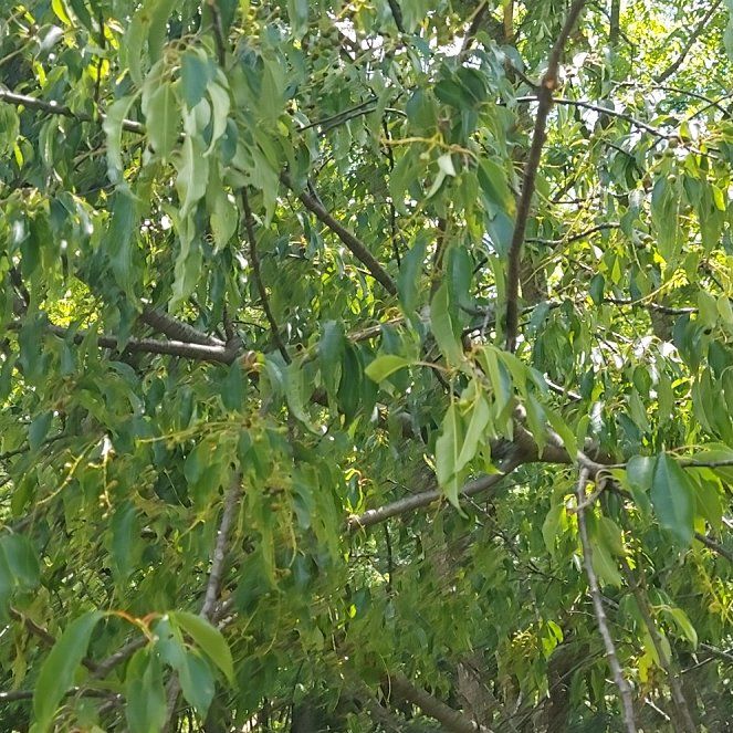 Photo of the plant species European Hackberry by @GnarlyHoyabella named Osmo on Greg, the plant care app