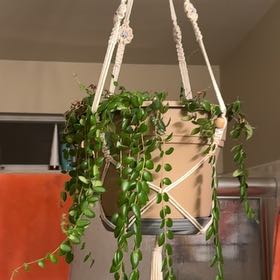 Photo of the plant species Box-leaf Lipstick Plant by @SteadyRedtree named Treeyoncé on Greg, the plant care app