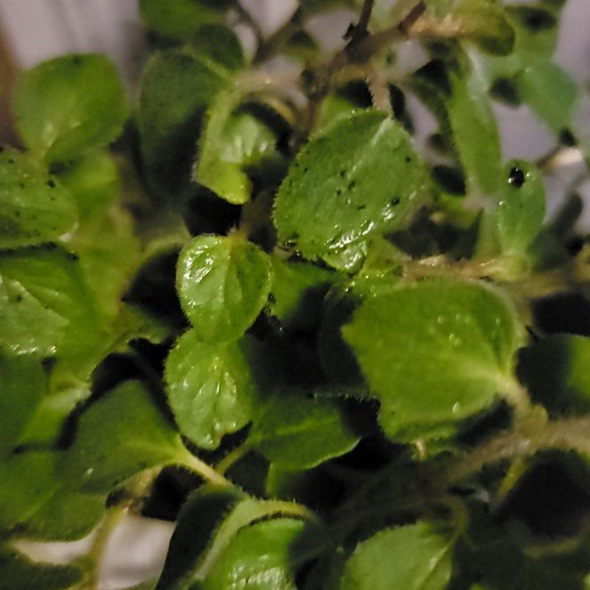 Photo of the plant species Hot & Spicy Oregano by @AdonicBreadnut named Sherlock on Greg, the plant care app