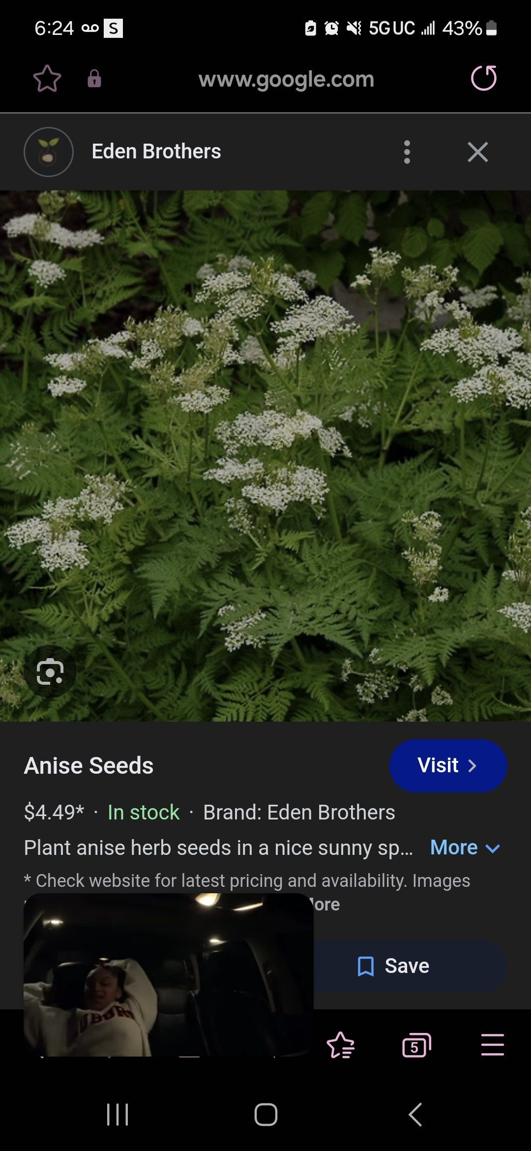Photo of the plant species Anise by @WorkableGerbera named Anisea on Greg, the plant care app
