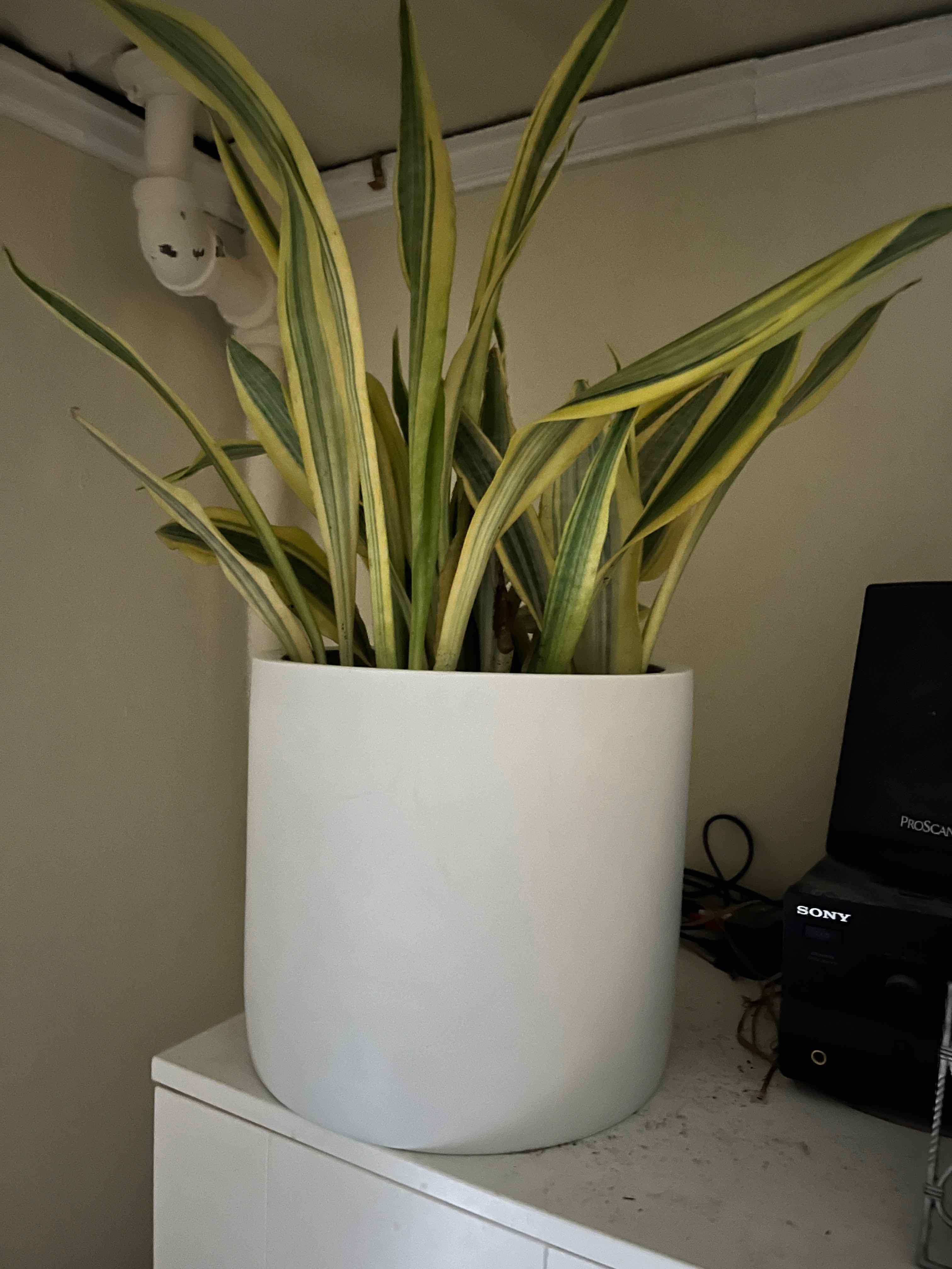 Sansevieria 'Lauren' plant in a white pot on a white surface indoors.
