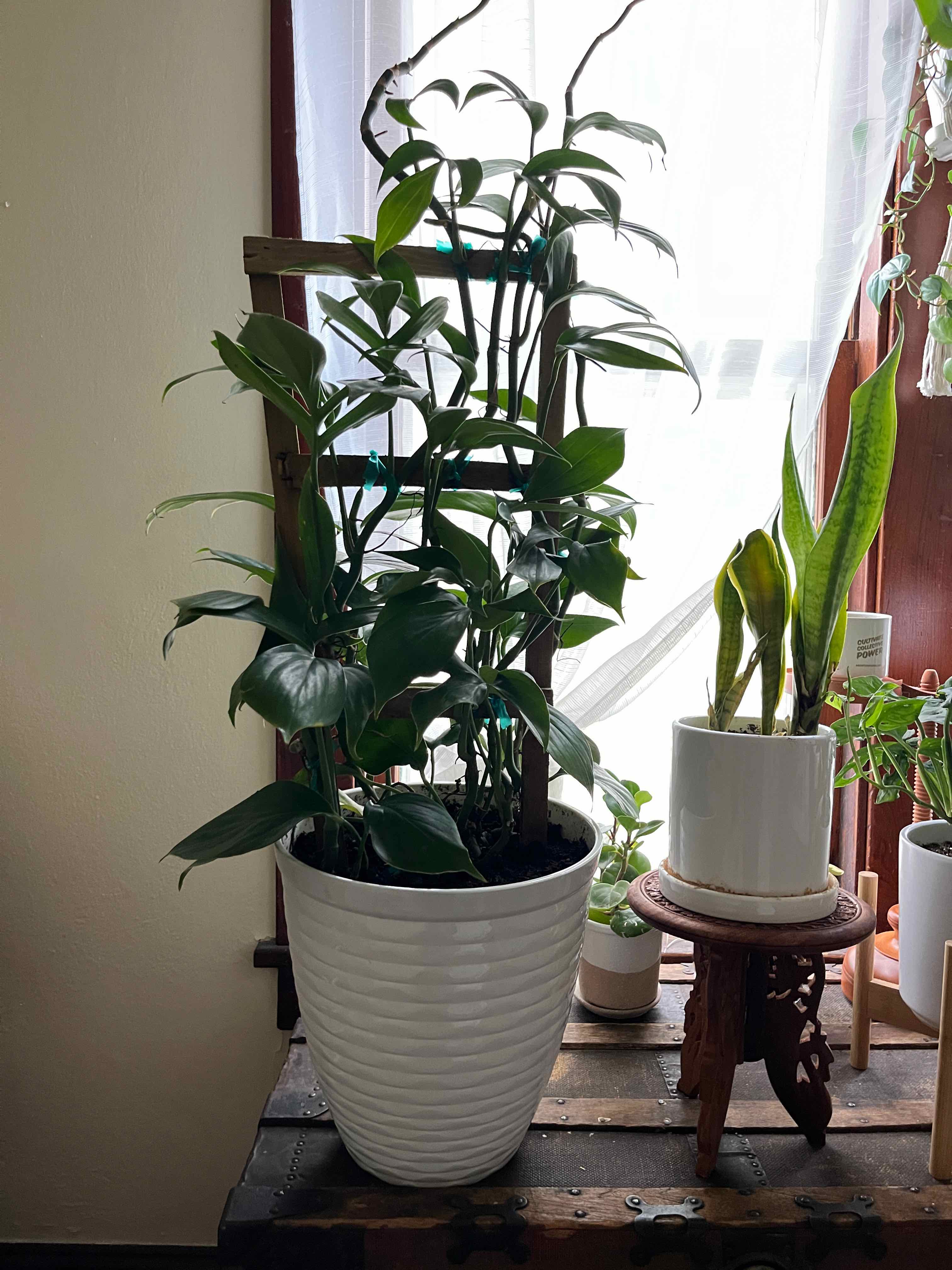 Dragon Tail Plant in a white pot indoors near a window, with vibrant green leaves.